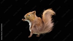 squirrel Dance CG fur 3d rendering animal realistic CGI VFX Animation Loop composition 3d mapping cartoon, with Alpha Channel