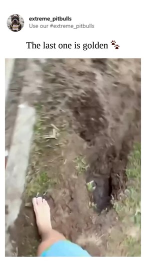 Use our #extreme_pitbulls on Instagram: "Just dogs being dogs... 🐕 #dogsrule #dogsofnyc #dogslife"