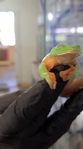 144K views · 10K reactions | Black Eyed Tree Frog at Josh's Frogs | Wild Charles | Facebook