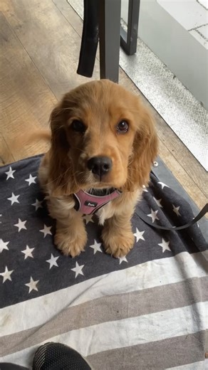 Cocker Spaniel Puppy's First Cafe Visit