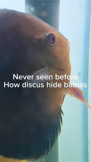 Discus breeding How mother hide babies #fish #aquarium #discus