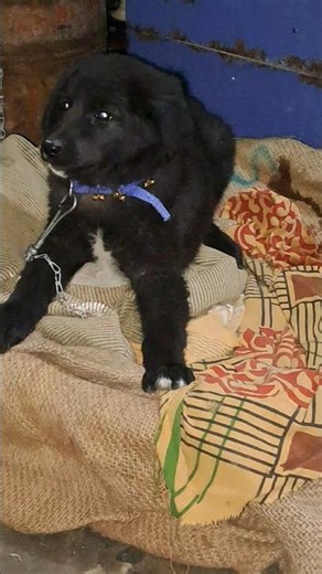 Dil Lagana Mana Tha || Cute labrador Dog ||Ytshorts || Shorts ||Viral trending Now Video