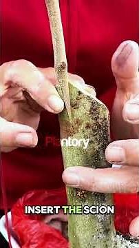 “Cleft Grafting Secrets 🌱✂️ Stop This #1 Mistake!”