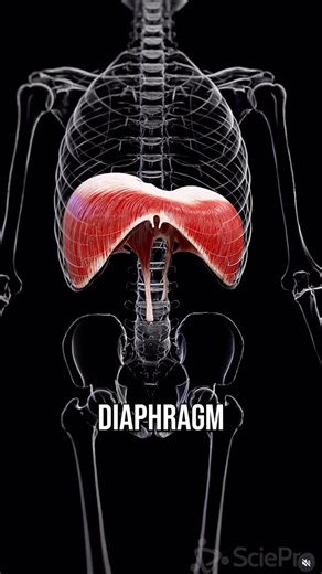 Conor Harris on Instagram: "Once you realize this, it helps explain so much of human posture and why we develop asymmetries 🤯 Should you be afraid of asymmetry? NO! They are natural and everyone has them 🙂 But if they become significantly unmanaged, or severe, then they can definitely cause issues. Credit to @anatomy.of.motion for the visuals!"