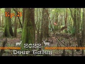 Deer Hunting In The Swamps | Georgia Public Land