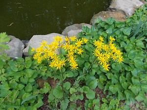 Packera aurea - Golden groundsel | Amanda’s Garden