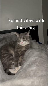 They got that rythem #contentcreator #cat