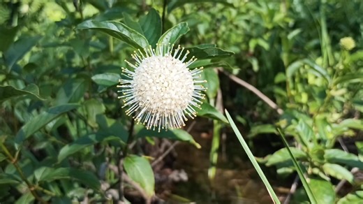 Sugar Shack Buttonbush