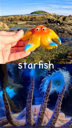 Kids Learn | Sea Animal Names by the Island: Starfish Blue Spotted Stingray Clownfish Walrus