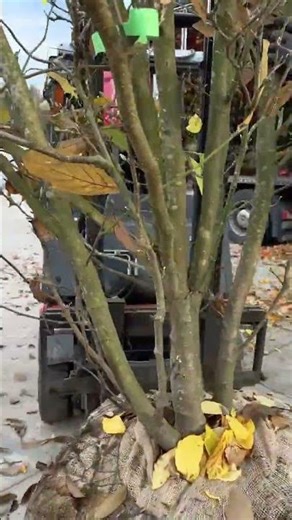 Magnolia Soulangeana — Loading for Delivery (Magnolijos pakrovimas) | Sodo Linija