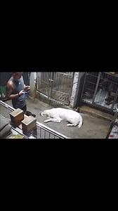 Malabo ko na talaga mapagsama si Rascal and Hugo. Fight for alpha status na talaga e. #presacanario #germanshepherd #alabai #alpha #alphadog #dog #fypシ゚ | Miguel Alfonso