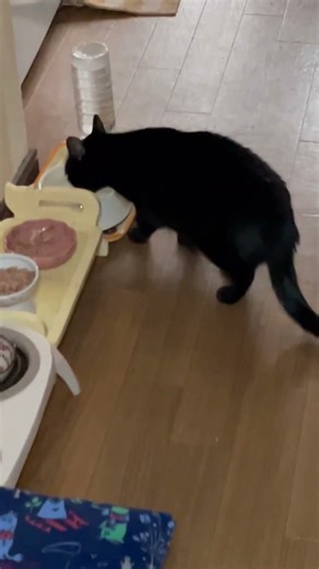 今年最後のおチビ達の様子😊連発で動画出します