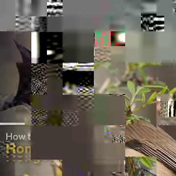 Here's how to identify the beautiful birds you'll see around Hong Kong. | South China Morning Post