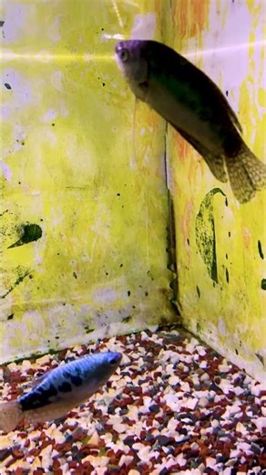 Blue Gourami Fish (Trichopodus trichopterus) 🐟 | Radiant Fish World Cox’s Bazar Aquarium