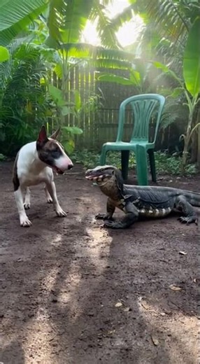 Wild Encounter Dogs vs Giant Monitor Lizard & Wild Boar! 🐗🦎