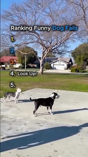 You Won't Believe These Dog Fails!