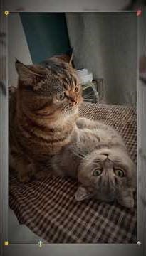 A pair of cats were caught on camera being affectionate and intimate. #intimate #candid #cat #shots