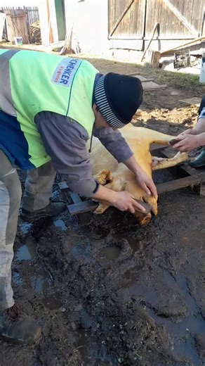 Butchering a Pig: Step-by-Step Process