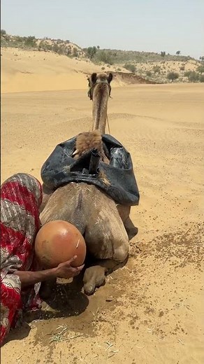 امرأة تحمي جملاً وسط الرمال والشمس.