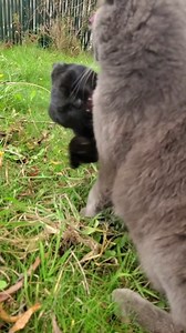 50K views · 19K reactions | 亮‍⬛ . . . #cat #catsofinstagram #cats #blackcatsofinstagram #catstagram #アニマルエイド出身 #ペコねこ部 #nyancon01 #忍者猫 #catloversclub #napalmdeath #photooftheday #catsonamps #fblifestyle #metalcats #blackcatsofig #gato #gatos #instacats #blackcats #caturday #cat_features #blackcatsrule #pet #housepanther #cute #kitten #gatopretodasorte #blackcatlove #black_cat_crew | Confucius.ninja.kitten | Facebook