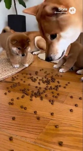 【おかんの逆鱗】ご飯を巡って喧嘩する子犬たちにブチギレた柴犬母さん、食器ごとご飯をぶちまけて全員を強制お利口さんにしてしまうｗｗｗ