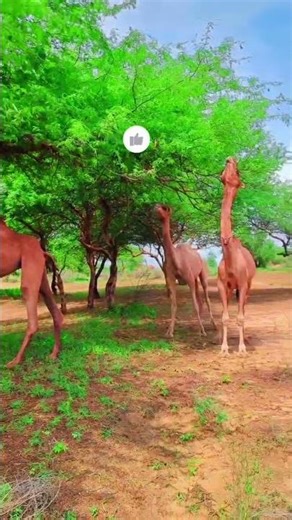 Camel eating grass tree #animals #viral #camel #wildlife