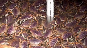 We've put together a series of videos highlighting our Dungeness Crab operations that we'd like to share with you. Here is the first, a 30 second spotlight on our harvesting of Dungeness Crab. Hope you enjoy, and more to come! #pacificseafood #dungenesscrab | Pacific Seafood