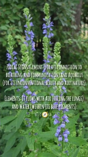 "Lobelia": A Miracle for the Breath.#lobelia#clearbreath#bluevibes