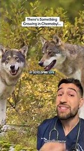 Something Strange is Growing in Chernobyl