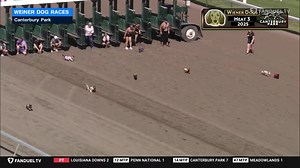 131K views · 358 reactions | "THIS WEINER IS STRAIGHT AND STRONG!" - Paul Allen The dogs are out on the track at Canterbury Park! Catch heat 3 with defending champion Stella! | FanDuel Racing | Facebook