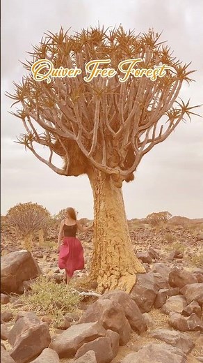 Explore the Beauty of Namibia | Deserts, Wildlife & Hidden African Gems 🏜️🦁✨