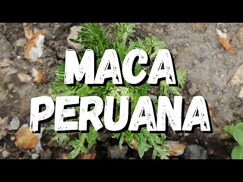 Maca Peruana: Um Guia Completo Sobre Essa Planta