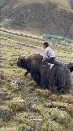 The unique facts about yak #yak #himalayas #animals #shorts