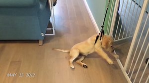 166K views · 2.3K reactions | They've been documenting their puppy's life 1 second every day since they first got her on April 2017. Such a wonderful idea, everyone should do this! <3 | Pulptastic | Facebook