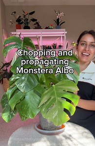 Nervous to chop your monstera!? Here’s where to cut and the process after the propagation. Roots will also start to grow out from the node which typically can take 6-8 weeks, but HAVE PATIENCE. If it’s not dying, it’s still working! Side note: for tropical houseplants, you do NOT have to let it sit and callous but I let this one sit for a few hours and then plopped into water. For cactus and succulents, its a must for me to let callous after propagation for rot prevention. Any other questions, l