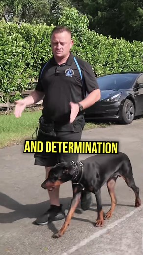 Do Doberman Pinscher Make Good Guarding Dogs #doberman #dobermanpinscher #dog #puppy #doglover #dogs #dogtips #dogtraining #fypシ゚viralシ2023 | DIYK9 Dog Training