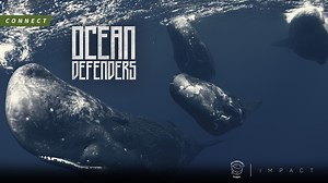 Sea Shepherd is proud to be featured on the Waterbear network. Check out "Ocean Defenders" and all the incredible films on their platform for free and get inspired to take action for our ocean and the planet! 💚✊🐋🌊🌍 👉https://waterbear.com👈 | Sea Shepherd