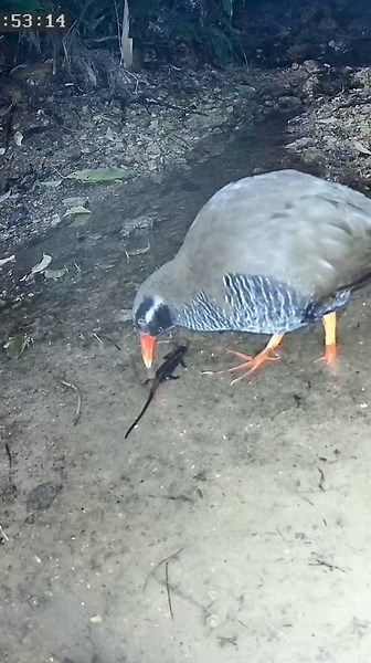 ヤンバルクイナのライブカメラ配信