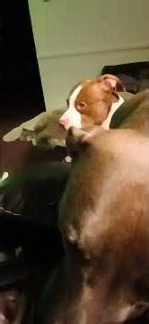 buddy n Lillian, Lillian nibbling