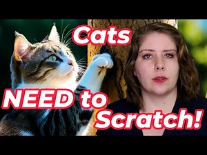 Cat Scratching Demystified | Vet's Voice