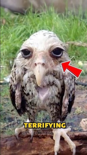 4 Creepiest Bird Sounds Ever Recorded (You Won’t Sleep Tonight 😨)
