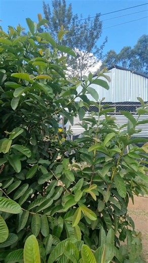 How to build a strong & long lasting vertical/storey building as a farm structure #farmtok #farmlife #farmsteady #agriculture #farming