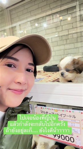 ไปเจอน้องหมาที่ญี่ปุ่นที่ Care Cattery