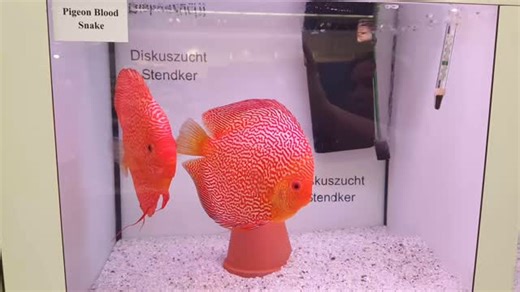 🐠 STENDKER – Quality you can see. Health you can feed. 💙 A complete diet is the key to strong, vibrant, and long-living #DiscusFish. With #STENDKER Good Heart Frozen Food 🧊, Original STENDKER Granulate, and our #TropicalFishFood 🌿, you’re giving your fish everything they need – and a little bit more. ✨ Why STENDKER Food is the Best Choice: 💎 High-Quality Ingredients: Only the best goes in – no compromises on freshness or quality. 🥩 Cooked Concentrate Feed Mix: Highly dosed and nutrient-ric