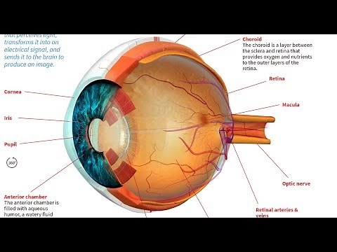 How the Human Eye Works