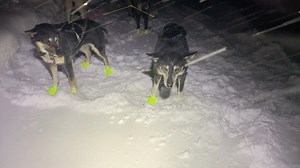 45K views · 4.1K reactions | Final run before the start of the 2020 Yukon Quest!! | Wild and Free Mushing | Facebook