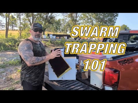 Swarm Trapping 101: How to Catch Free Bees the Right Way! 🐝