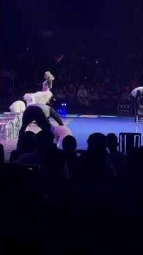 Wait Till You See What These Dogs Do 🐶🔥 #dogs #circus