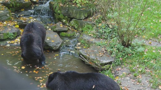 Bären im Berner Tierpark vor der Winterruhe
