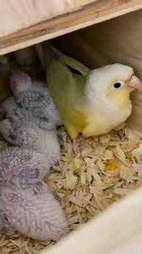 Beautiful mummy bird care her children 😍 #birds #nest #parrot